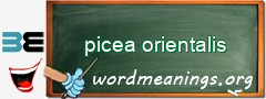 WordMeaning blackboard for picea orientalis